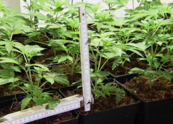 Wenn-die-Jungpflanzen-Beleuchtung-passend-stark-ist