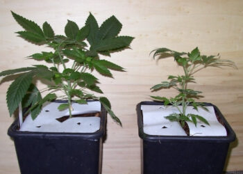 Wenn-nicht-alle-Marihuanasetzlinge-genug-Wasser-hatten-10055-1