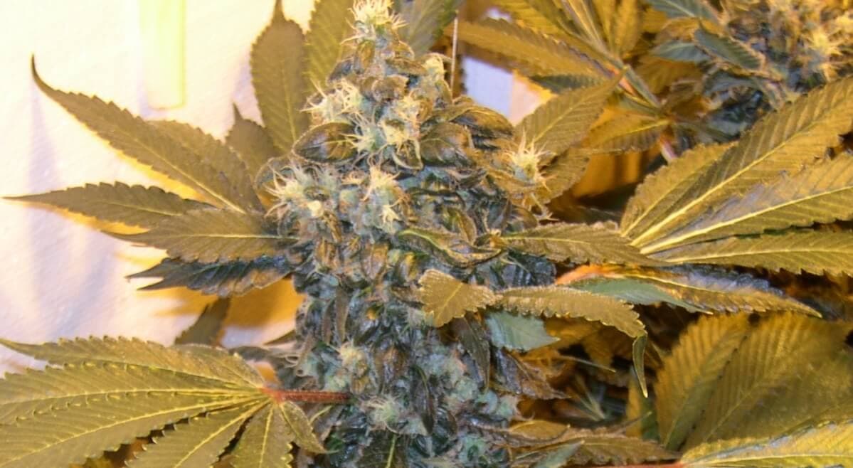 Die Marihuanablüte richtig düngen Blütephase von Marihuana