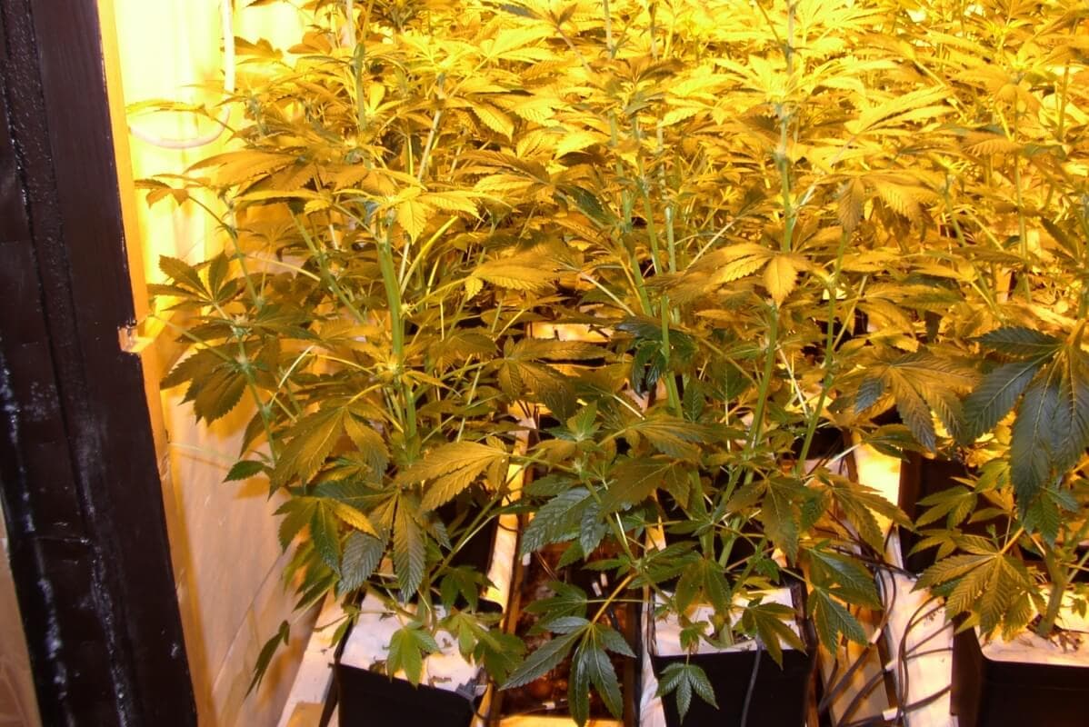 Die Marihuanablute Richtig Dungen Blutephase Von Marihuana