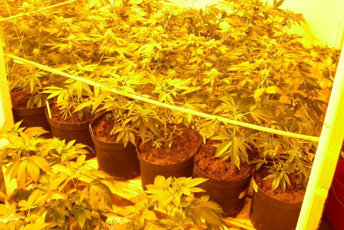 Marihuanablute Indoor Pflanzen Stutzen Blutephase Von Marihuana
