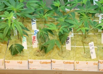 11.2-a-Noch-sieht-keiner-ob-die-Marihuanasorte-gut-ist-1