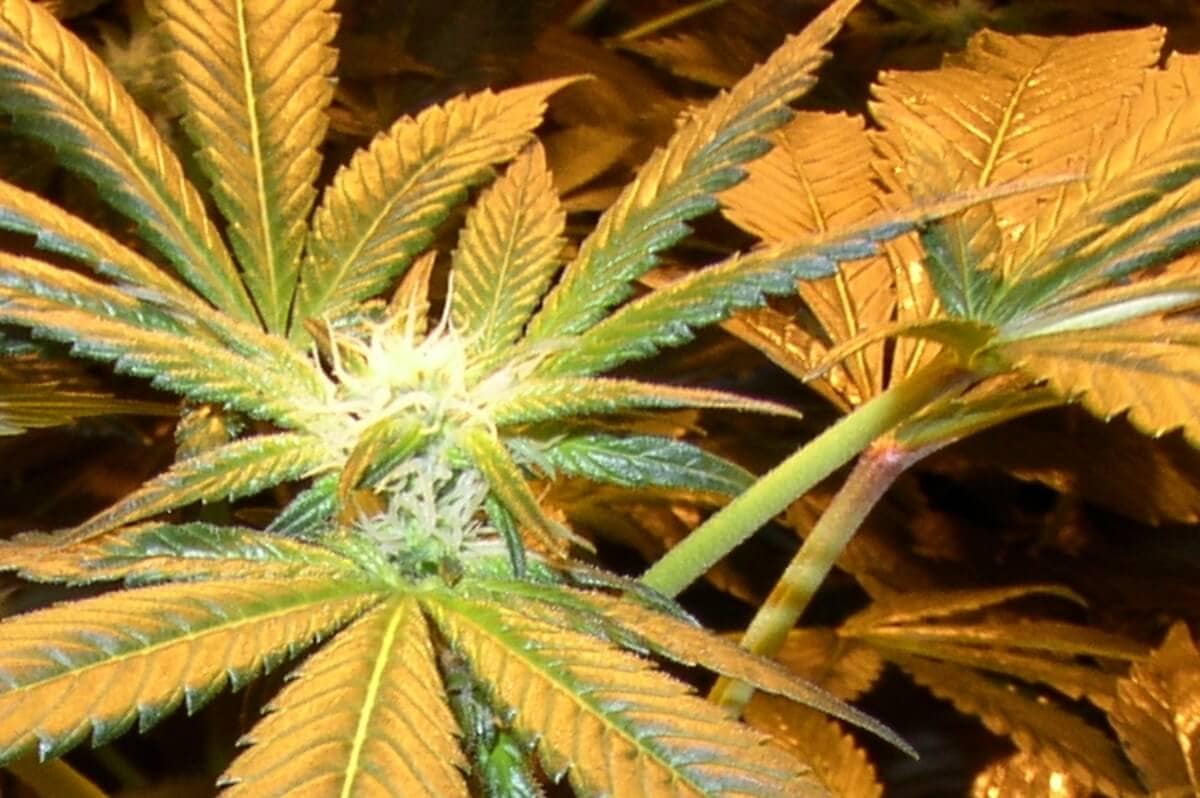 Feminisierte Marihuanasaat Herstellen Feminisierte Seeds