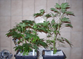 Auf-der-Suche-nach-einer-guten-Mutterpflanze-1