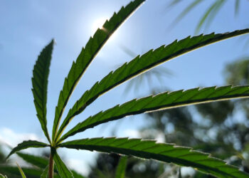 Ärzte-gegen-Blüten-und-Extrakte