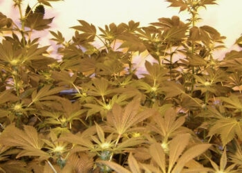 Bei-der-Marihuanablüte-indoor-geht-es-auch-um-die-Anbaufreude.