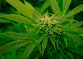 Cannabis-gegen-Schmerzen-1