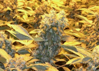 Chlorophyll-gewinnt-Energie-für-das-Wachstum-schmeckt-jedoch-nicht.