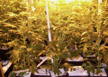 Die-eigene-Marihuanasorte-züchten