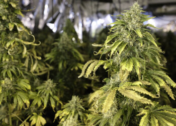 Die-gängige-Technik-für-feminisierte-Marihuanasamen