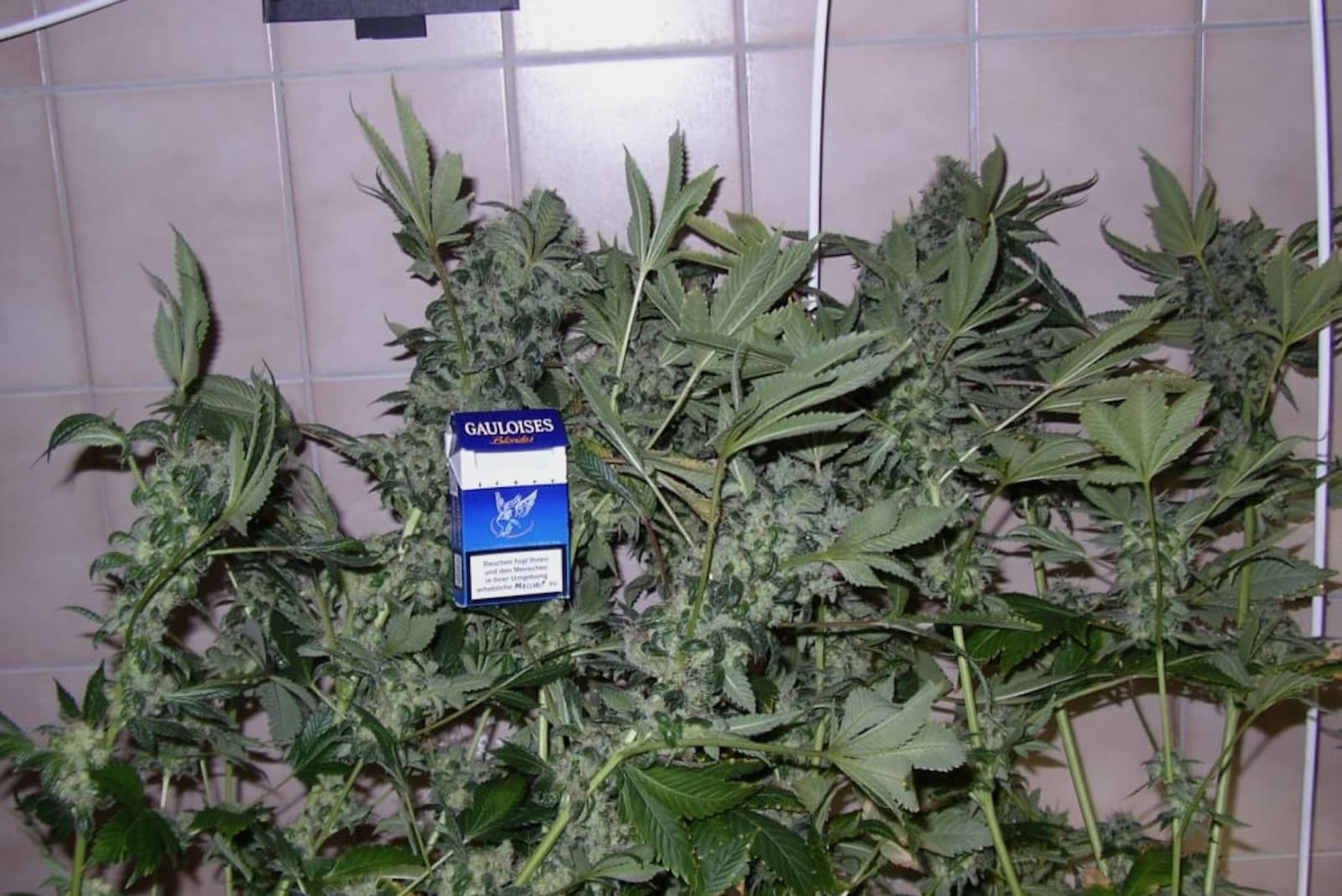Cannabis splen vor der Ernte: 3 Tage oder 14 Tage? (2026)