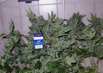 Dünger-absetzen-Hier-sind-drei-fertige-Marihuanapflanzen-zu-sehen