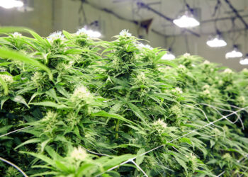 Fazit-zum-eigenen-Marihuanastrain