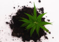 Feminisierte-Cannabissamen-Meinungen