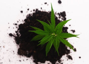 Feminisierte-Cannabissamen-Meinungen