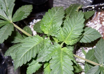 Gesunde-junge-Mutterpflanze-1