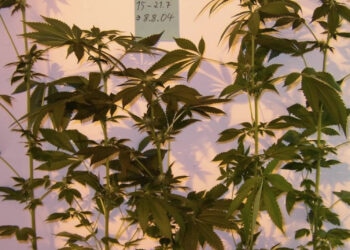 Gute-Mutterpflanzen-selektieren-ist-nicht-ganz-leicht-1