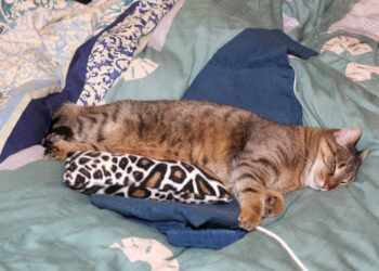 Haustiere-auf-Drogen-muss-nicht-sein-–-Miaurihuana