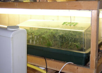 Klimatische-Bedingungen-zum-Stecklinge-bewurzeln