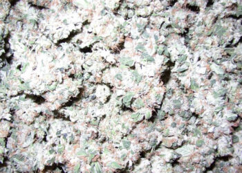 Marihuana-Ernte-nach-dem-Trocknen