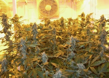 Marihuana-guter-Qualität-ernten-kann-der-begabte-Grower-alle-paar-Monate