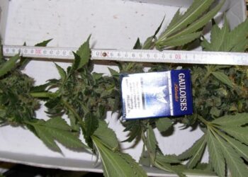 Marihuana-trocknen-Sicherheit