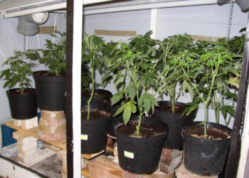 Nach-dem-Stecklingsschnitt-aufbocken-