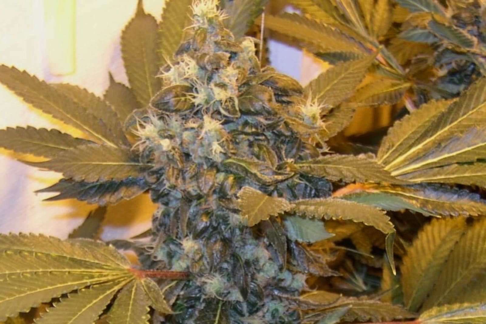 Cannabis Blte dngen: Wie viel, wie oft & wann? (2026)