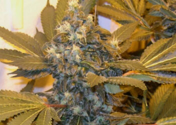 Noch-etwas-Masse-aufbauen-Dünger-absetzen-und-reifen-lassen-10055