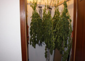 Richtig-trocknen-ist-entscheidend-um-es-hinterher-auch-konsumieren-zu-können