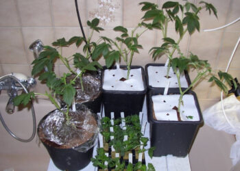 Stecklinge-schneiden-und-schauen-ob-die-Testpflanzen-gut-sind-1