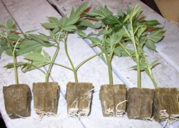 Stecklinge-wurzeln-nicht-alle-gleich-schnell-1