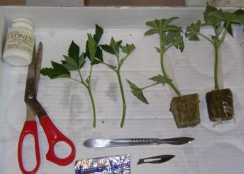 Stecklingsschnitt-mit-scharfer-Klinge