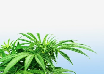 The-Greenleaf-als-lebendiges-Hanfforum-1