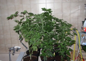 Wenn-Mutterpflanzen-gelichtet-werden-sollten-1