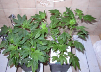 Wenn-es-den-Marihuanapflanzen-rundum-gut-geht-1