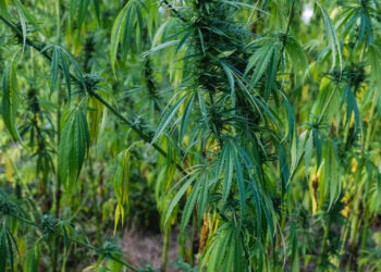 Genehmigung-zum-Eigenanbau