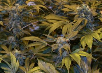 Ist-es-ein-War-on-Drugs-oder-ein-War-on-Humans