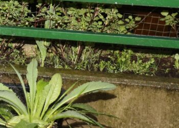 Langgriffliger-Rosenwaldmeister-nach-dem-einsetzen-unter-den-Stachelbeeren