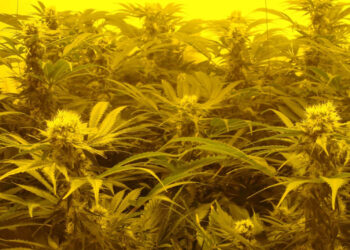 Macht-UV-Licht-im-Growraum-den-Unterschied-1