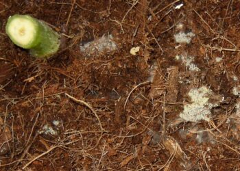 Pilze-zersetzen-vieles-als-natuerliche-Bioorganismen-1