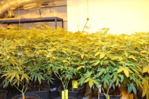 Grow Odası Giriş Havalandırması: Planlama ve Uygulama Rehberi