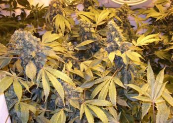 13.5-a-Nach-dem-Blüteschwung-kann-mit-Ozon-desinfiziert-werden