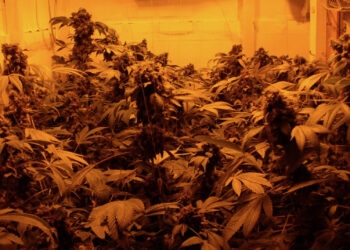 13.9-a-So-kann-es-in-einer-Growkammer-aus-Holzleisten-und-Holzplatten-aussehen-10055