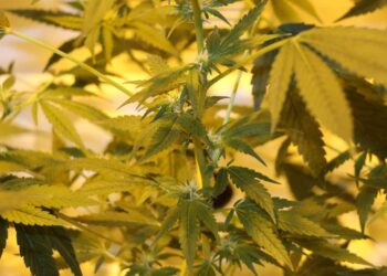 Angeblich-wegen-potenter-Blüten-die-ganze-Pflanze-geächtet