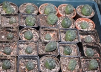 Peyote-Kakteen-für-die-geistige-Entwicklung