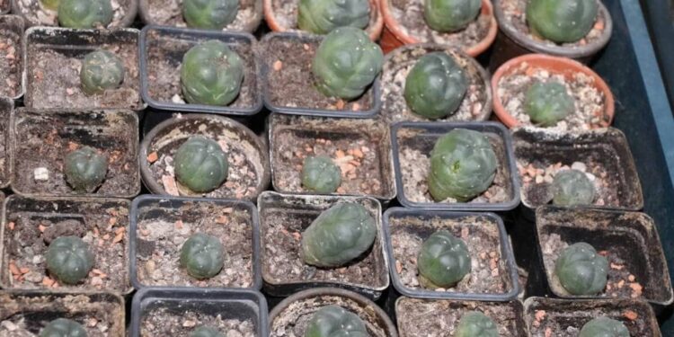 Peyote-Kakteen-für-die-geistige-Entwicklung