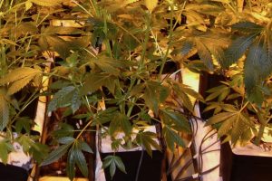 Como Elevar Corretamente os Sistemas Libra no Cultivo Hidropônico
