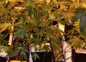 019-Hydroponisch-auf-CoGr-oder-doch-Steinwolle-c-1