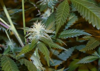 Auf-die-Luft-kommt-es-an-damit-Pflanzen-so-aussehen-können-c